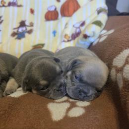 French Bulldog Puppies from Robyn Rosewicz