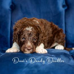 Aussiedoodle Puppies from Dani's Dandy Doodles