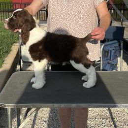 Boy 1 - Liver and white male English Springer Spaniel puppy in Collinsville, Illinois from Polesitter English Springer Spaniels