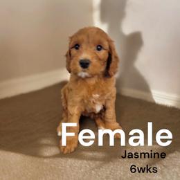 Goldendoodle Puppies from Stacy Warwick