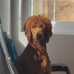 Sunny - Poodle