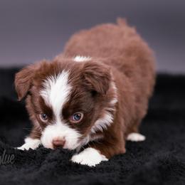 Australian Shepherd, Miniature American Shepherd, Miniature Australian Shepherd, and Toy Australian Shepherd Puppies from Painted Blue Aussies