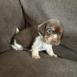 Pocket Beagle Huck - Brown white and tan male Beagle puppy in Gentry, Arkansas from HC Puppy Ranch