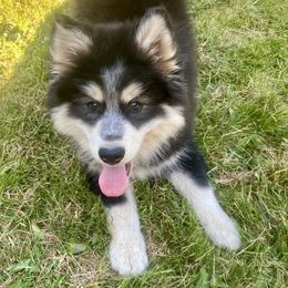 Ridge - Gray and white male Pomsky puppy in Auburn, Washington from Periwinkle Pomskies