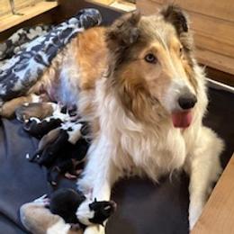 Scottish Collie puppies from Sundance Scottish-Colleys