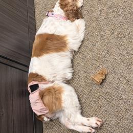 Bonnie - Sable and white female Cocker Spaniel puppy in Hickory, North Carolina from Homegrown Spaniels