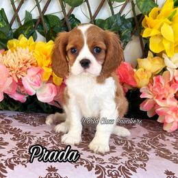 Prada - Blenheim female Cavalier King Charles Spaniel puppy in Hollywood, Florida from World Class Cavaliers