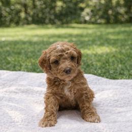 Dax - Apricot male Goldendoodle puppy in Lake Charles, Louisiana from Perfect Fit Poodles & Doodles