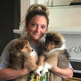 Shetland Sheepdog Puppies from NorthAcre Shelties