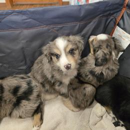 Wishbone - Blue merle male Toy Australian Shepherd puppy in Forney, Texas from Texas Talent Toy Aussie's