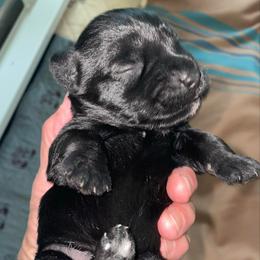 Elvis - Black male Miniature Schnauzer puppy in Interlachen, Florida from Pam's Schnauzers