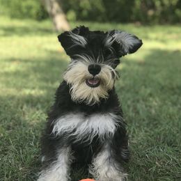 Gabr - Miniature Schnauzer