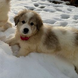 Orange Collar Girl - White and badger Great Pyrenees puppy in Bon Aqua, Tennessee from Joel's Farm LLC