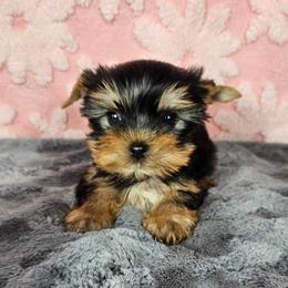 Pup 5 - Black and tan female Yorkshire Terrier puppy in Polk City, Florida from Yorkies by Casey