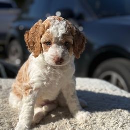 Girl 1 - Parti female Goldendoodle puppy in San Diego, California from Serrano Pups