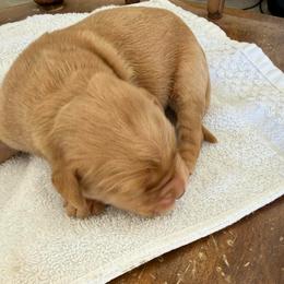 Male 3 - Golden male Golden Retriever puppy in Mesa, Arizona from Grand Canyon Goldens