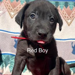 Red Boy - Black male Labrador Retriever puppy in Lincoln, Nebraska from Labrador Retriever Breedings