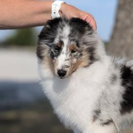Willow - Blue merle white and tan female Shetland Sheepdog puppy in Springtown, Texas from Sassy Shelties