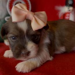 Trinity - AKC - Chocolate female Havanese puppy in Verden, Oklahoma from Holcombs Puppy Ranch