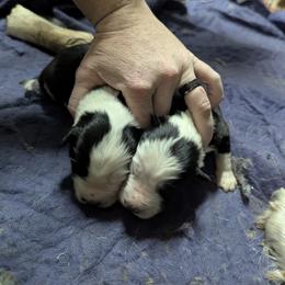 Australian Shepherd and Great Dane Puppies from AEW Farm