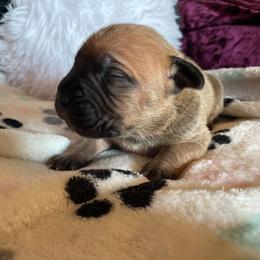 Stunning Fawn Female - Fawn female Boerboel puppy in Mansfield, Texas from Dynasty Blue Ridge Boerboel