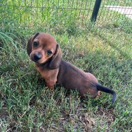 Briar (Shaded Red Girl) - Red female Dachshund puppy in Ocala, Florida from Weenie Boops