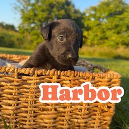 Harbor - Black female Labrador Retriever puppy in Lucasville, Ohio from Backwoods Labradors