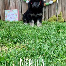 Poodle Puppies from Cosmic Caliber Standard Poodles