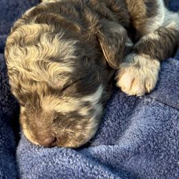 Pookie Pie - Merle female Goldendoodle puppy in Mc Kinney, Texas from Flair Doodles