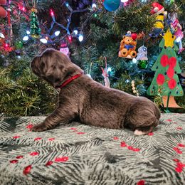 Red - Gray female Newfoundland puppy in Ohio from Vermillion Newfoundlands