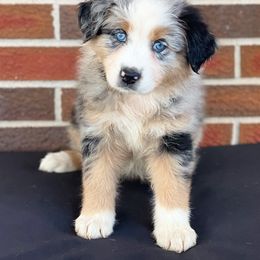 Girl 1 - Blue merle Australian Shepherd puppy in Fort Rucker, Alabama from Fairytail Aussies