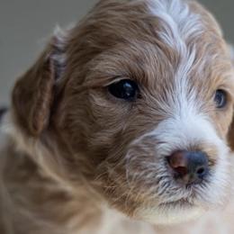 Goldendoodles from Nova's Minidoodles