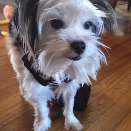 Snoopy - Yorkshire Terrier