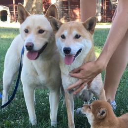 Tika - Shiba Inu