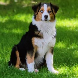 Onyx - Black tri-color female Australian Shepherd puppy in Croswell, Michigan from Platinum Edition Australian Shepherds