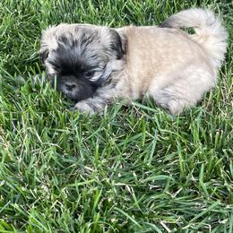 Shih Tzu Puppies from Wachowicz Shihtzu