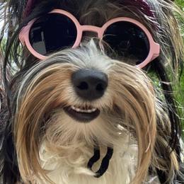 Biewer Terrier puppies from Coastal Maine Biewer Terriers