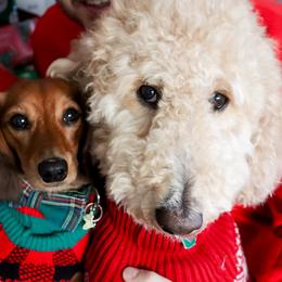 Dachshund All Grown Up from Dix n’ Dot Dachshunds