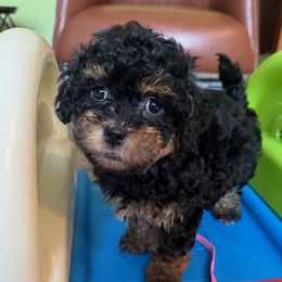 Prides Gracie all the way - Havapoo