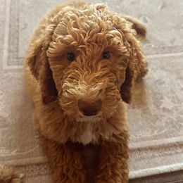 Captain Crunch - Red  male Goldendoodle puppy in Redmond, Oregon from Bourbon and Lace Doodles