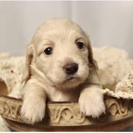 Brie - Cream female Dachshund puppy in Laurel, Mississippi from Kissinger Dachshunds