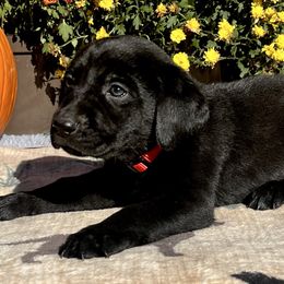 Black Boy Red Collar - Black male Labrador Retriever puppy in Ozark, Arkansas from Middle Ridge Retrievers