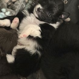 Black and white boy - Black parti male Pomeranian puppy in Cheektowaga, New York from Buffalo Pomeranians 716