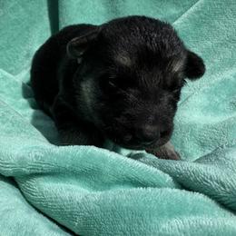 Kaiser - Black and tan male German Shepherd puppy in Perkasie, Pennsylvania from Twila Ruth Herot