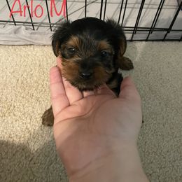 Yorkshire Terrier Puppies from Suttons Yorkies