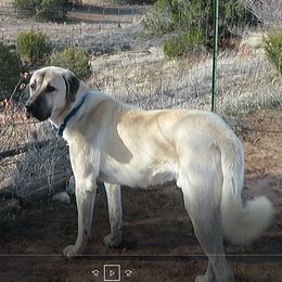 Angus - Anatolian Shepherd Dog