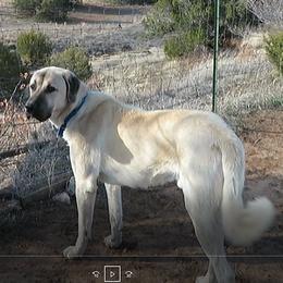Angus - Anatolian Shepherd Dog