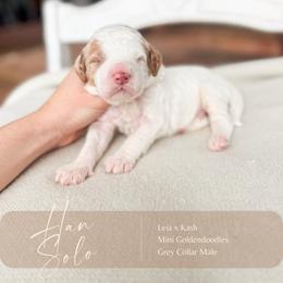 Han Solo - Parti male Goldendoodle puppy in Hiddenite, North Carolina from Rose and Reid Doodles