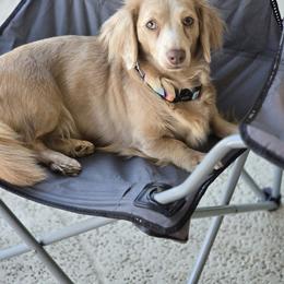 Cleo - Dachshund