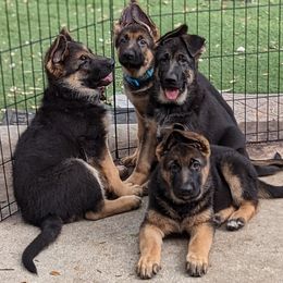 German Shepherd Puppies from Saint Pete Sheps